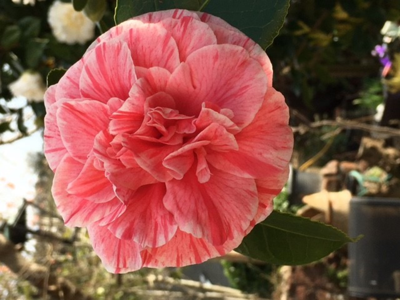 C. japonica 'Blood of China' syn. 'Vittorio Emanuele II'